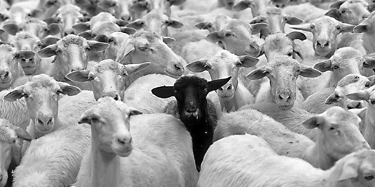 IS BEING A BLACK SHEEP GOOD OR BAD? Relations the web